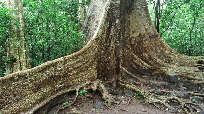 Cây Tung Cổ Thụ