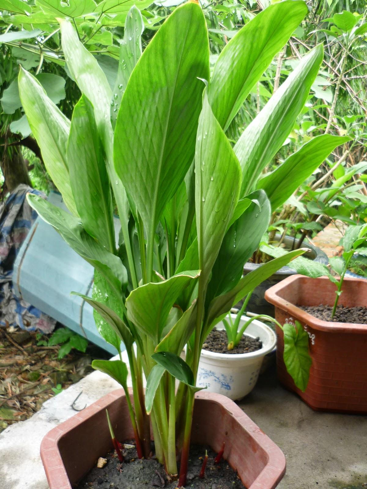 Cây ngãi bún