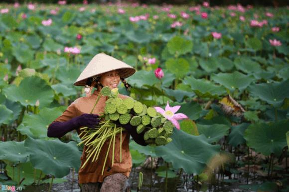 Hình ảnh hái sen vô cùng đẹp