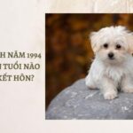 NGƯỜI SINH NĂM 1994 NÊN CHỌN TUỔI NÀO HỢP ĐỂ KẾT HÔN?