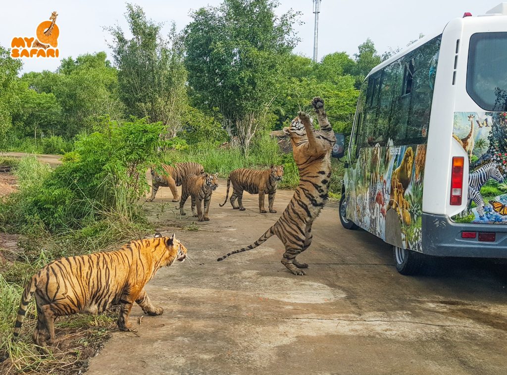 Tham quan khu bán hoang dã bằng xe chuyên dụng