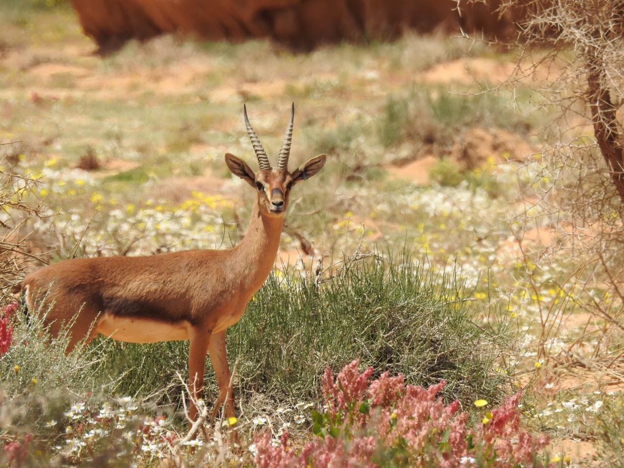 A gazelle in Sharaan