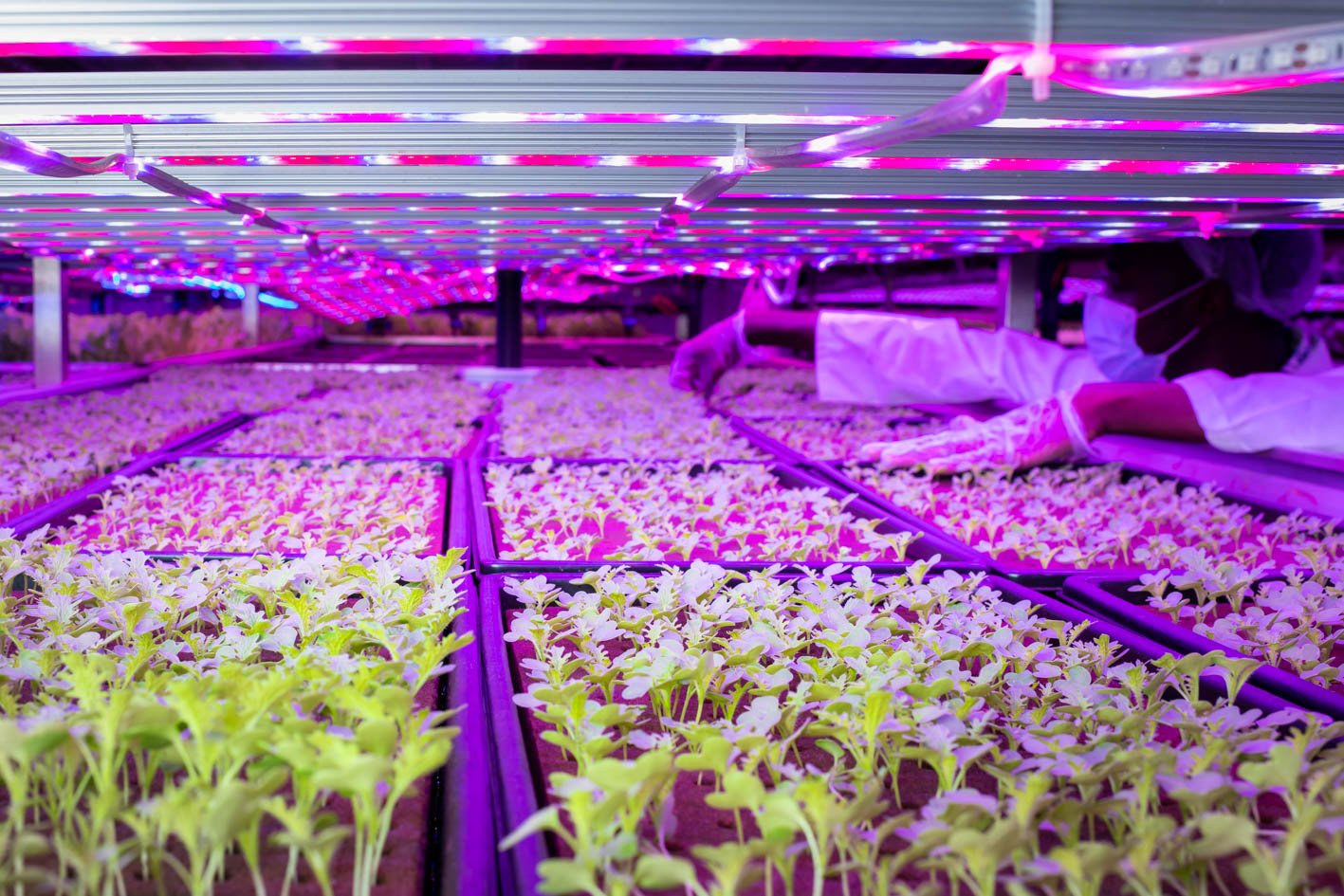 Inside UNS Vertical Farms in Dubai Image 1